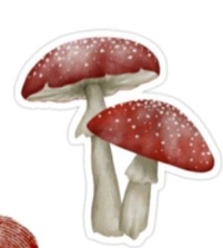 mashroom