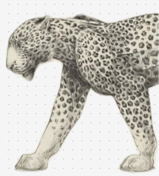 tiger